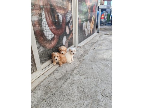 Kendi Köpeğimin Yavruları