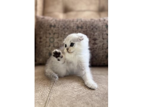 Wcf Kayıtlı Scottish Fold Shorthair Seçkin Ailelere Özel