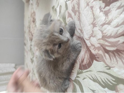 British Shorthair Yeni Yuvamızı Arıyoruz