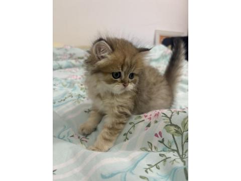 16 Şubat Doğumlu British Shorthair
