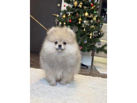 Üst Düzey Erkek Pomeranian Boo