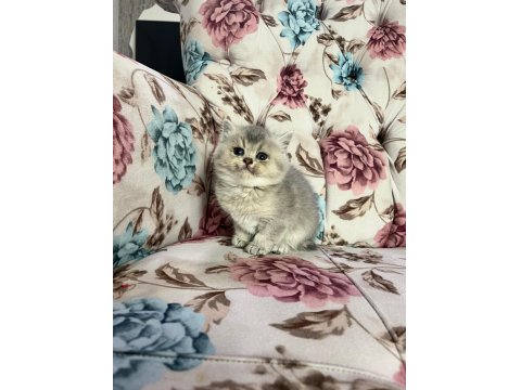 Silver Cream British Shorthair