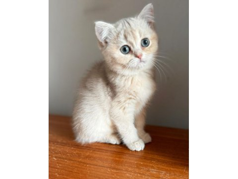 Muhteşem Göz Rengine Sahip Safkan British Yavru