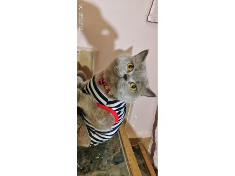 Anne Kedimiz Ve Kızı