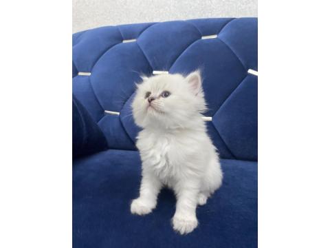 Beyaz British Shorthair Yavrular