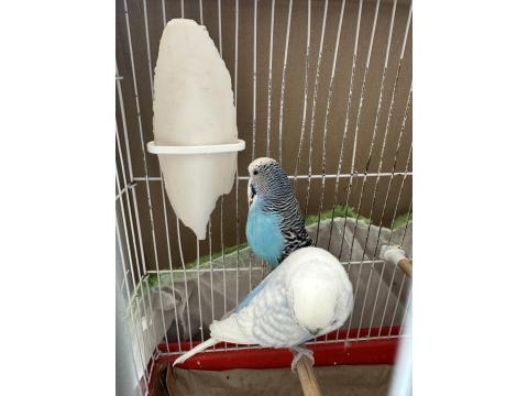 Hazır Jumbo Muhabbet Kuşları