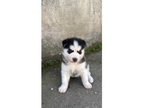 Sibirya Kurdu Yavrularım Mevcuttur