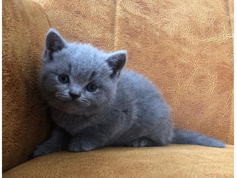 Scottish Fold Cinsi Yavru Kediler