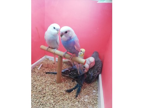 Yavru Muhabbet Kuşu Erkek