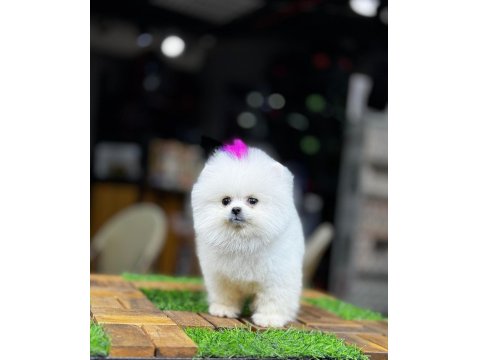 Beyaz Pomeranian Boo Yavrusu