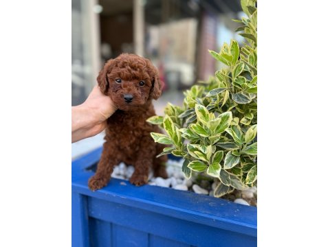 Safkan Mini Poodle Yavrularım