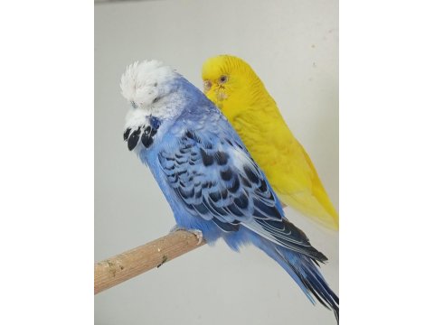 Çift Muhabbet Kuşları