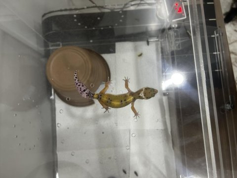 Yavru Gecko 2 Aylık