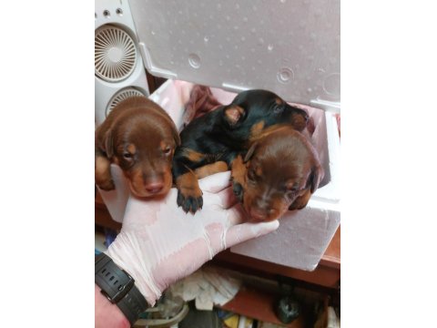 Tek Eksileri Şecere Belgeli İri Doberman Yavrular