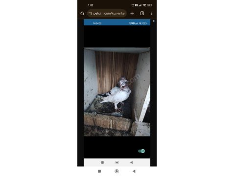Kırmızı Şallı Erkek Tip Güvercin