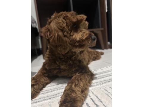 Safkan Toy Poodle 9 Aylık