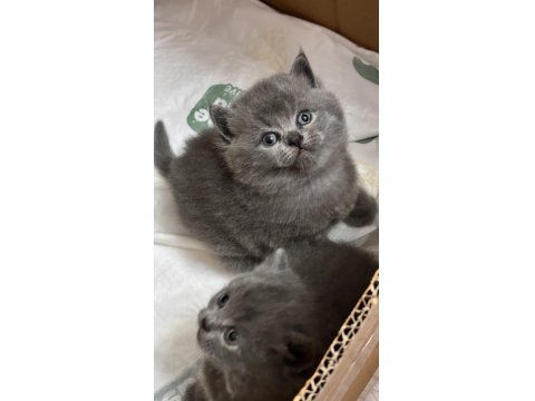 British Shorthair Bebek Kedilerimiz