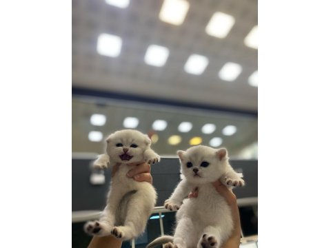 Mükemmel Safkan Cins Yavru Kediler