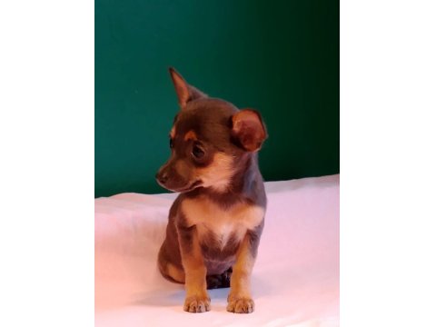 Sıfır Numara Pinscher Yavrularımız