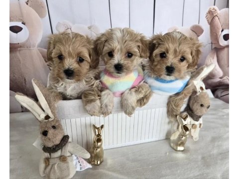 A Kalite Poodle Ayarında Maltipoo Yavrularımız