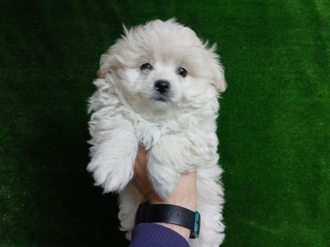 55 Günlük Terrier Yavrular