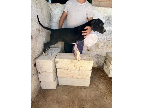 Üst Düzey Danua Yavruları