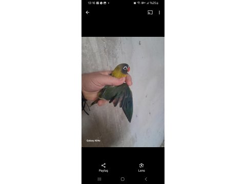 Yavru Cennet Papağanlarımız