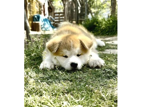 Muhteşem Safkan Japon Akita İnu Yavrular