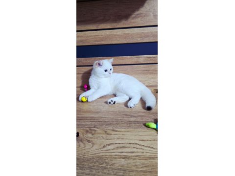 Kaliteli Şampiyon Aile Erkek Yavru British Shorthair