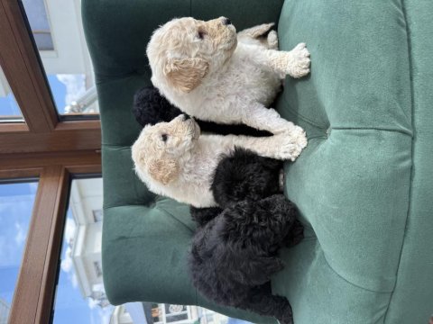 Dev Poodle ( Königspudel ) Bebişlerim