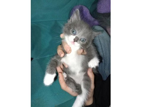 20 Ocak Doğumlu British Bicolor Yavrular