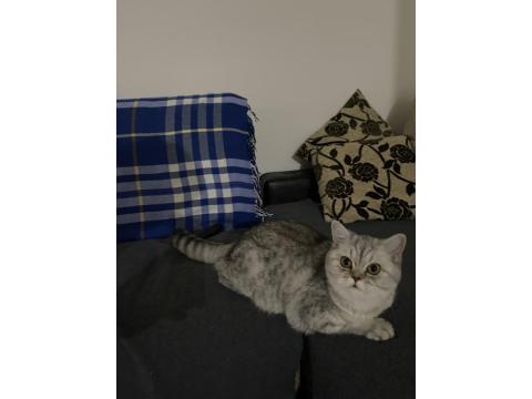 8 Aylık Kedime Ücretsiz Olacak