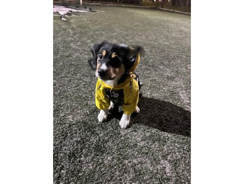 Cavalier King Charles Kırması (Anneden) - Acil Ücretsiz Yuva Aranıyor