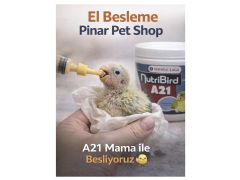 Yavru Çok Tatlı El Besleme Cennet Papağanları