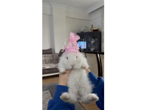 Hollanda Lop Tavşanı