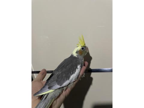 Ele Alışkın Sultan Papağanı