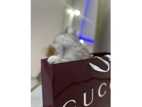 Şeker Gibi Scottish Fold Yavrular