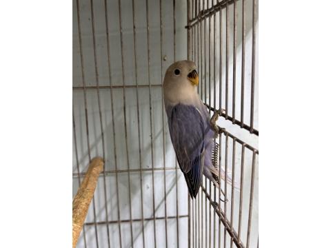 Bebek Oyun Hamuru Sevda Papağanı