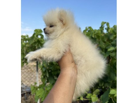 Pomeranian Boo Yavrular