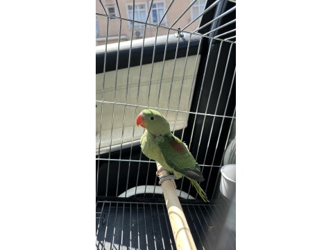 Bebek Alexander Papağanımız