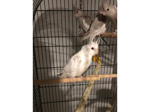 Yavru Sultan Papağanları 4-5 Aylık