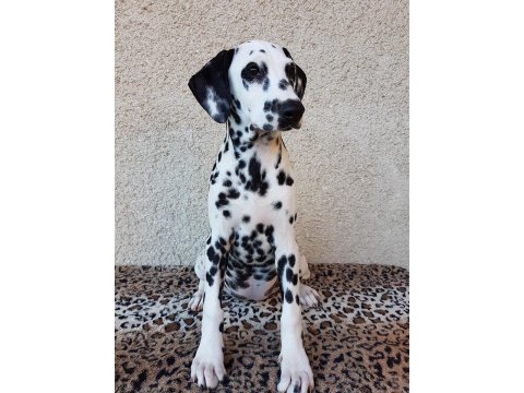 Irk Garantili Dalmaçyalı Yavruları
