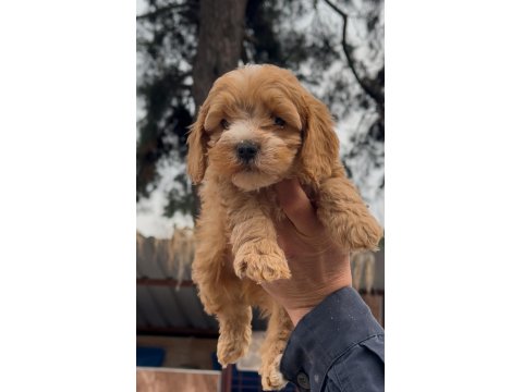 Sevimliliğiyle Kalpleri Fethedecek Yavru Maltipoolar