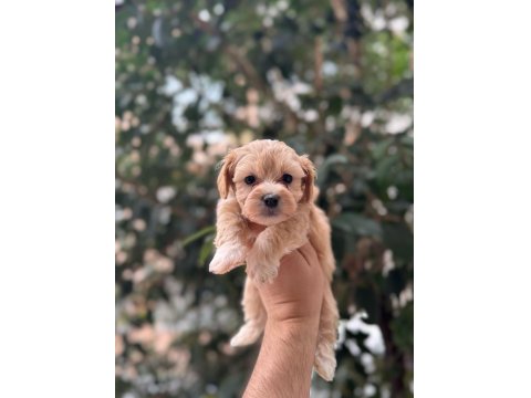 Yavru Maltipoo Köpeği