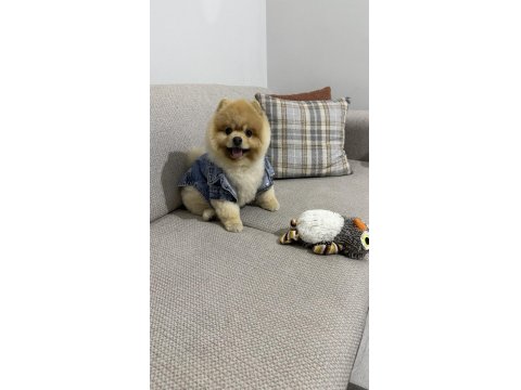 Pomeranian Boo Pasaport Ve Eğitimli Satılık