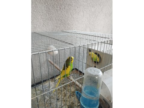 Acil Sahiplendirme Muhabbet Kuşu Takım