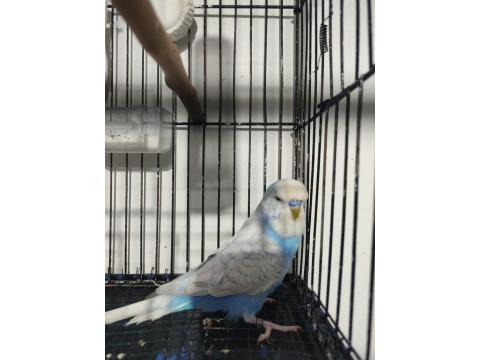 Jumbo Erkek Muhabbet Kuşu