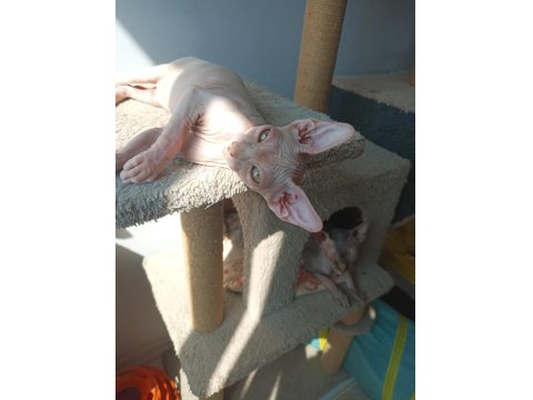 Sağlıklı Sfenks Yavru Kediler