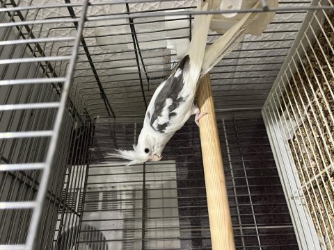 2025 Bilezikli Erkek Mutasyon Sultan Papağanı