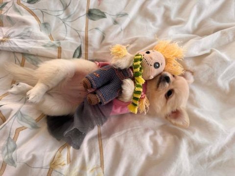 Sevimli Ve Eğitimli Chihuahua Yavrular